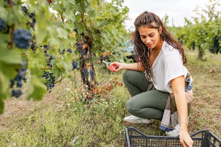 Contrat vendanges